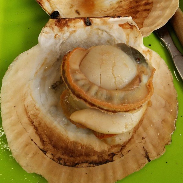 so-diep-nhat-nguyen-con-1