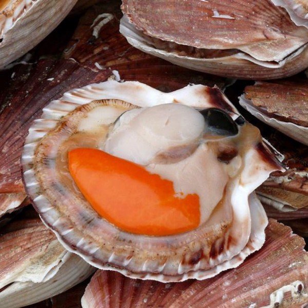 so-diep-nhat-nguyen-con-3